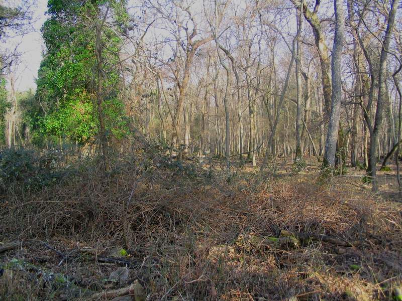 Le lame di San Rossore